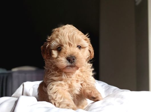 Mini Boy Oyuncak Surat Maltipoo Yavrum görsel