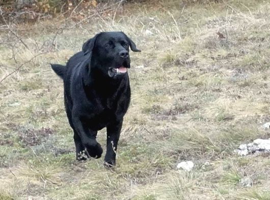Labrador Retriever Yavrulari Istanbul görsel