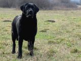 Labrador Retriever Yavrulari Istanbul