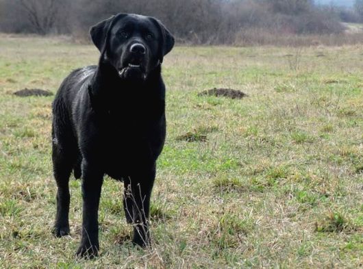 Labrador Retriever Yavrulari Istanbul görsel