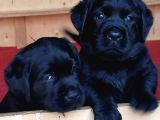 Labrador Retriever Yavrulari Istanbul