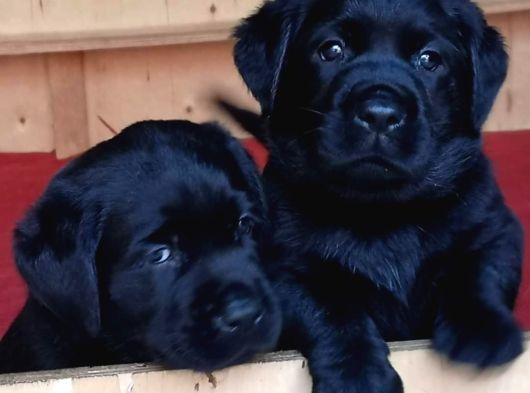 Labrador Retriever Yavrulari Istanbul görsel