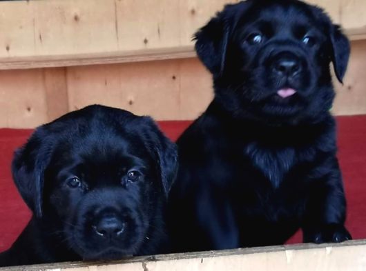 Labrador Retriever Yavrulari Istanbul görsel