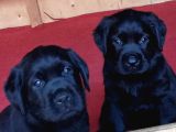 Labrador Retriever Yavrulari Istanbul