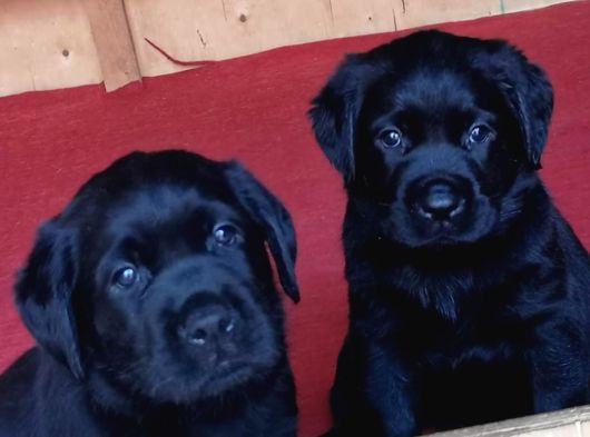 Labrador Retriever Yavrulari Istanbul görsel