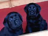 Labrador Retriever Yavrulari Istanbul