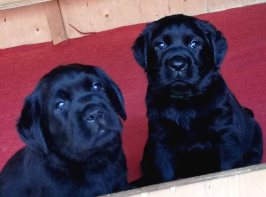 Labrador Retriever Yavrulari Istanbul görsel