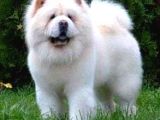 Efsane Güzel panda gibi chow chow yavruları