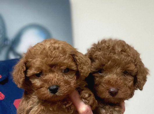 Mini boy oyuncak surat poodle bebekler
