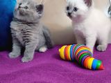 British Shorthair Gri Ve Blue Point Yavrular