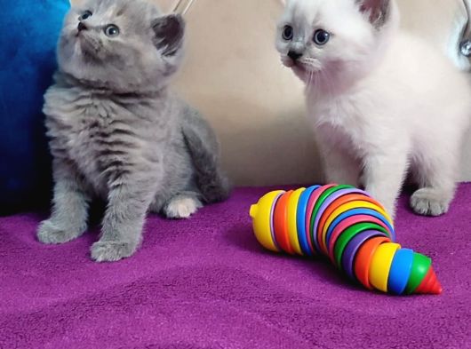 British Shorthair Gri Ve Blue Point Yavrular görsel