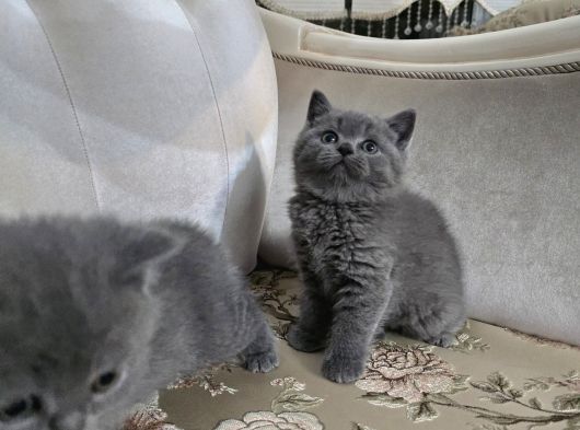 British Shorthair Gri Ve Blue Point Yavrular görsel