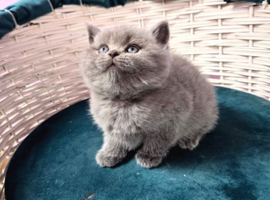 British Shorthair Gri Ve Blue Point Yavrular