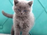 British Shorthair Gri Ve Blue Point Yavrular