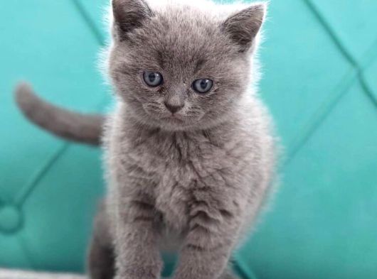 British Shorthair Gri Ve Blue Point Yavrular görsel