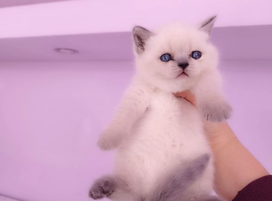 British Shorthair Blue Point Yavrular