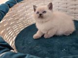 British Shorthair Gri Ve Blue Point Yavrular