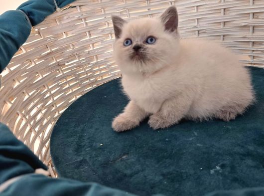 British Shorthair Gri Ve Blue Point Yavrular görsel