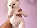 British Shorthair Blue Point Yavrular