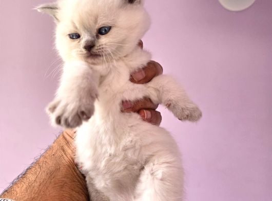 British Shorthair Blue Point Yavrular görsel