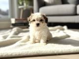 Türkiyenin en gü morkie bebeği