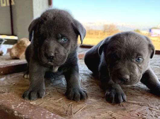 Blue Dev Cane Corsa Bebekler görsel