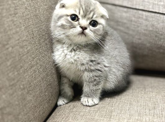 Safkan Silver Yavrularımız Yeni Sahiplerini Arıyor görsel