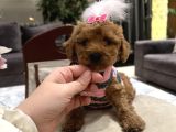 Toypoodle Kadar Güzel Bebek Lolipop