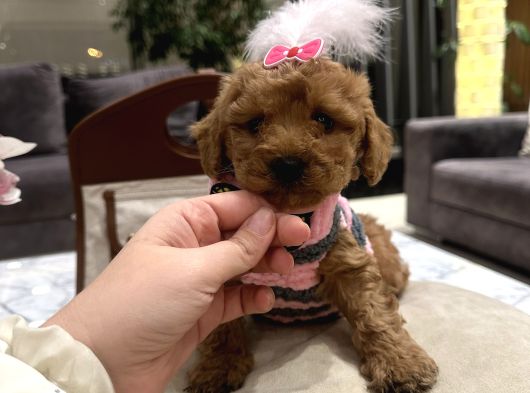 Toypoodle Kadar Güzel Bebek Lolipop görsel