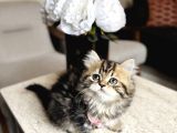 British longhair Golden Tabby Yavrular