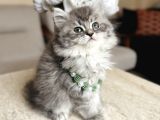 Scottish British Longhair Silver Yavrular