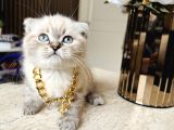 Scottish fold lynx point yavrular