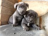 Blue Dev Cane Corsa Bebekler