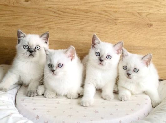 Safkan Maviş Point British Shorthair Yavrualrım görsel
