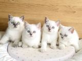 Safkan Maviş Point British Shorthair Yavrualrım