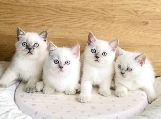 Safkan Maviş Point British Shorthair Yavrualrım görsel
