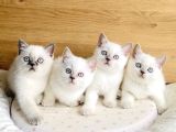 Safkan Maviş Point British Shorthair Yavrualrım