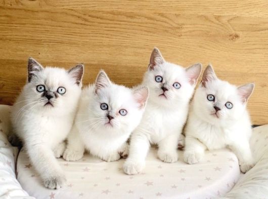Safkan Maviş Point British Shorthair Yavrualrım görsel