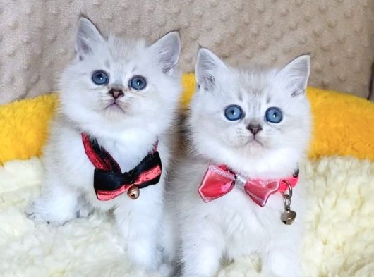 Safkan Maviş Point British Shorthair Yavrualrım