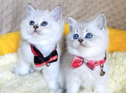 Safkan Maviş Point British Shorthair Yavrualrım görsel