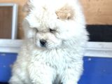 Chow Chow Çi̇n Aslani