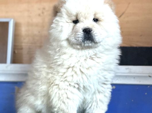 Chow Chow Çi̇n Aslani görsel