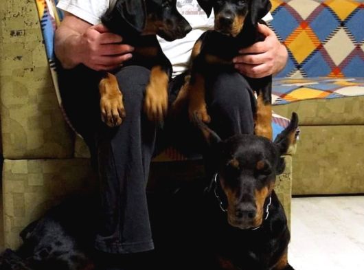 Doberman Yavrulari İstanbul görsel