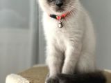 Dişi Scottish Fold Bluepoint