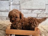 Toy Toy Poodle
