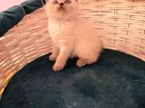 British Shorthair Blue Point Yavrular