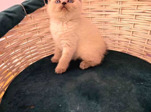 British Shorthair Blue Point Yavrular görsel