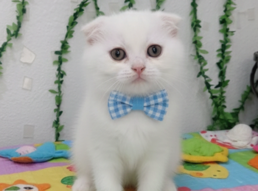 Kartopu Gibi Bebeklerim Teslime Hazır