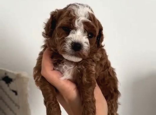 Malti̇poo Ci̇nsi̇ Yavrular Ev Üreti̇mi̇