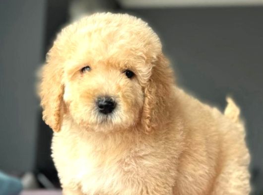 Malti̇poo Ci̇nsi̇ Yavrular Ev Üreti̇mi̇ görsel
